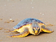 Gran tortuga Caretta en el Turtle Beach