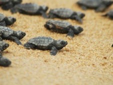 Bebés de tortugas Caretta haciendo su camino a la mar