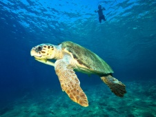 Nadando con las tortugas Caretta